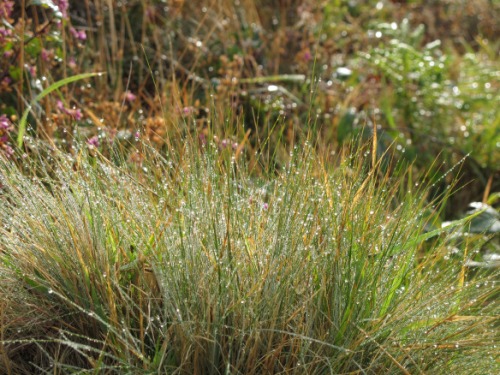 Beyond irrelevant photo: grasses after an autumn rain